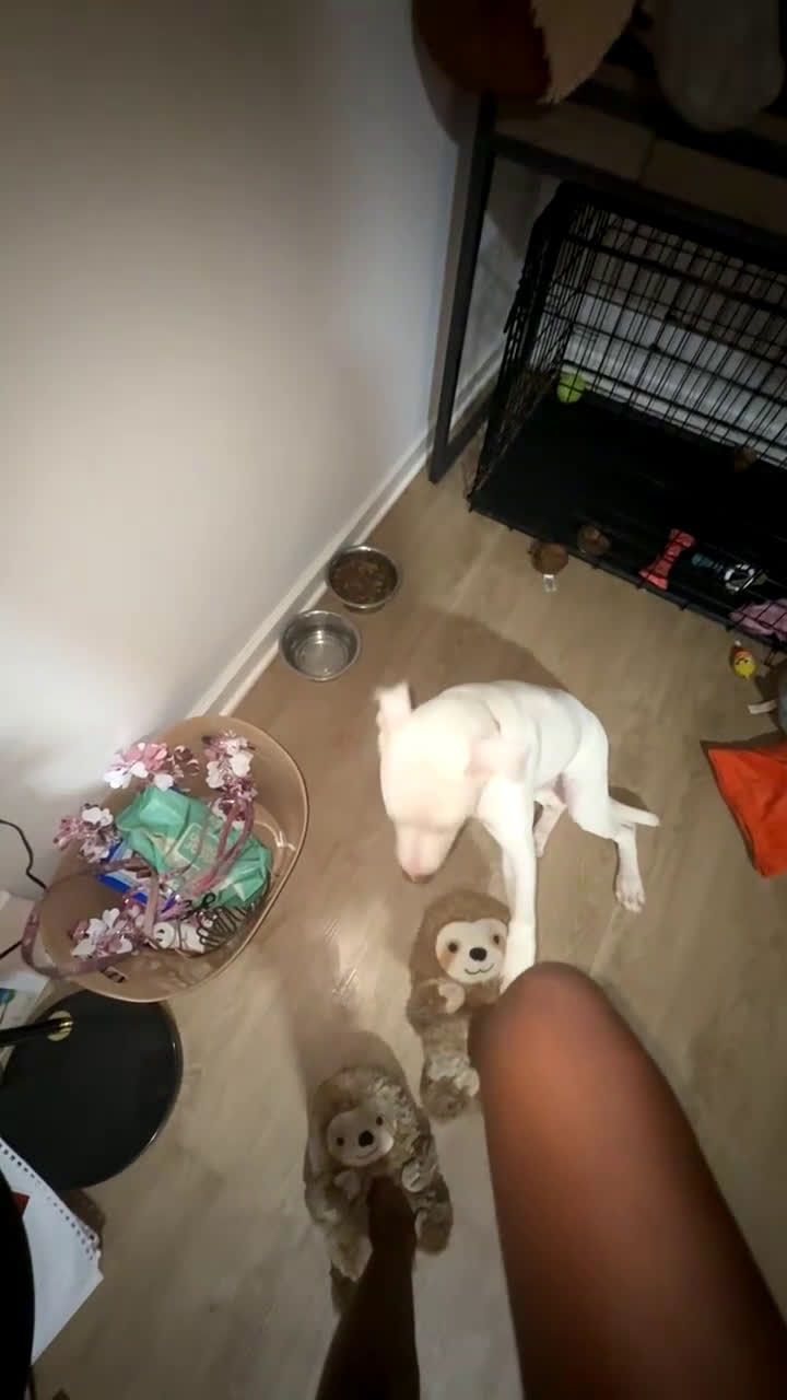 Mixed Breed dogs for sale: Sugar - Video 2