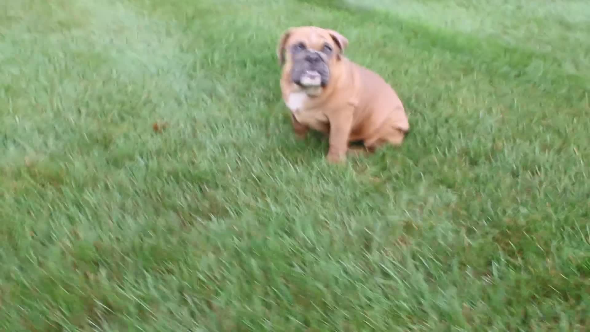 English Bulldog dogs for sale: Debbi - Video 1