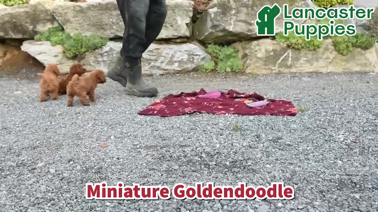 Mini Goldendoodle dogs for sale: Leo - Video 1