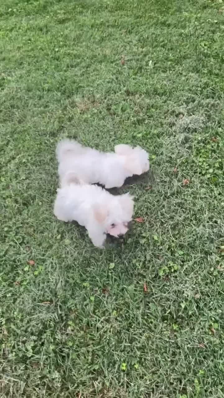 Maltipoo dogs for sale: Maltipoo 1 - Video 2
