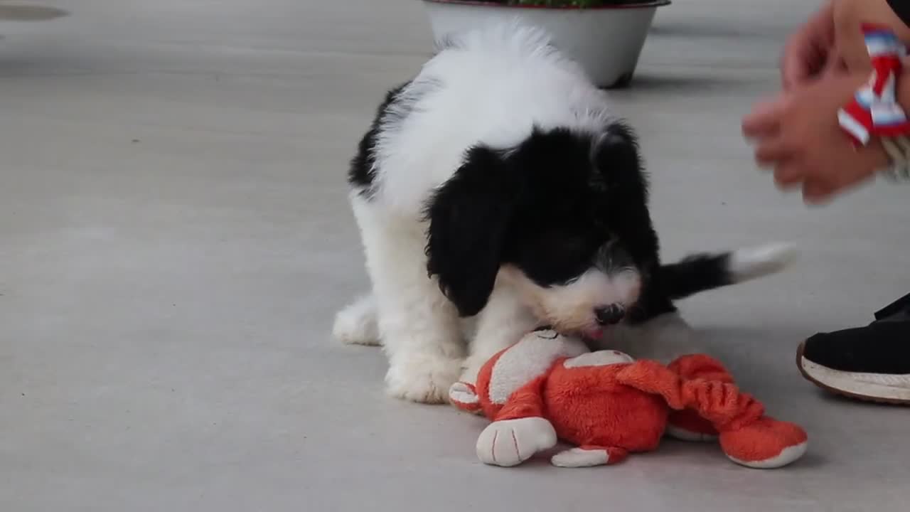 Sheepadoodle dogs for sale: Lila - Video 1