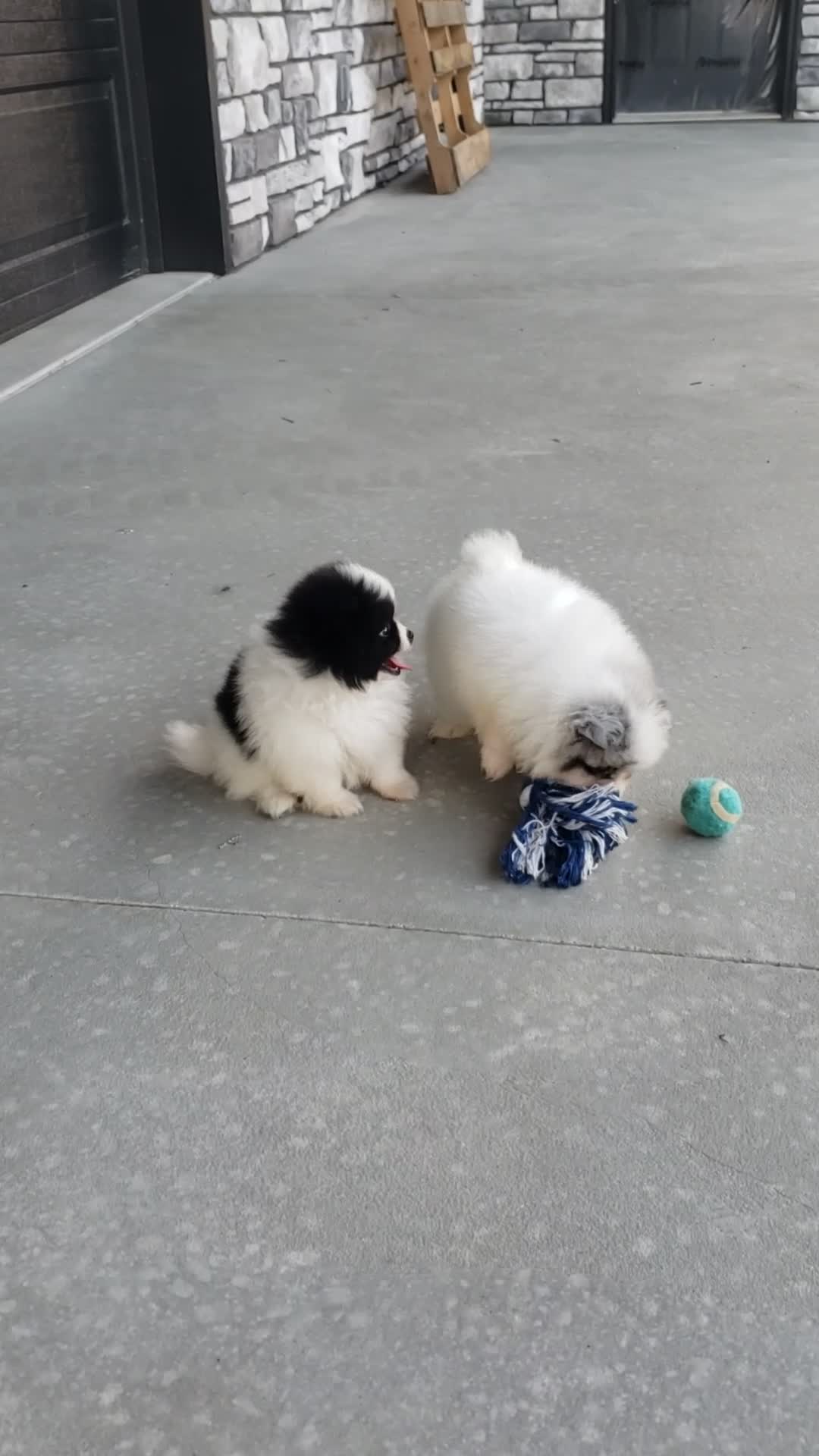 Pomeranian dogs for sale: Sophie  - Video 1