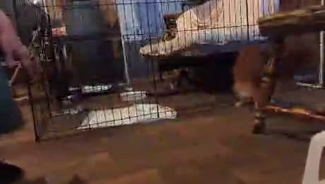 Toy Australian Shepherd dogs for sale: *REDUCED *   DUNDEE - Video 1