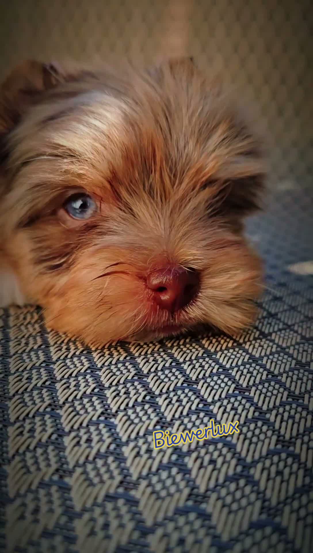 Yorkshire Terrier dogs for sale: Prince Zevs of Biewerlux  - Video 2