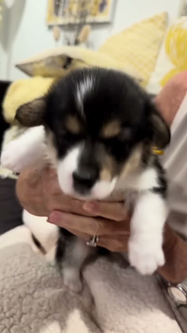 Welsh Corgi Pembroke dogs for sale: Bronte - Video 1