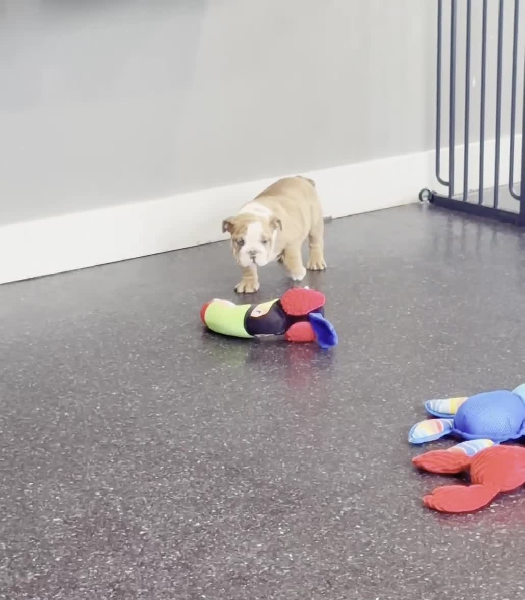 English Bulldog dogs for sale: Mable AKC - Video 1