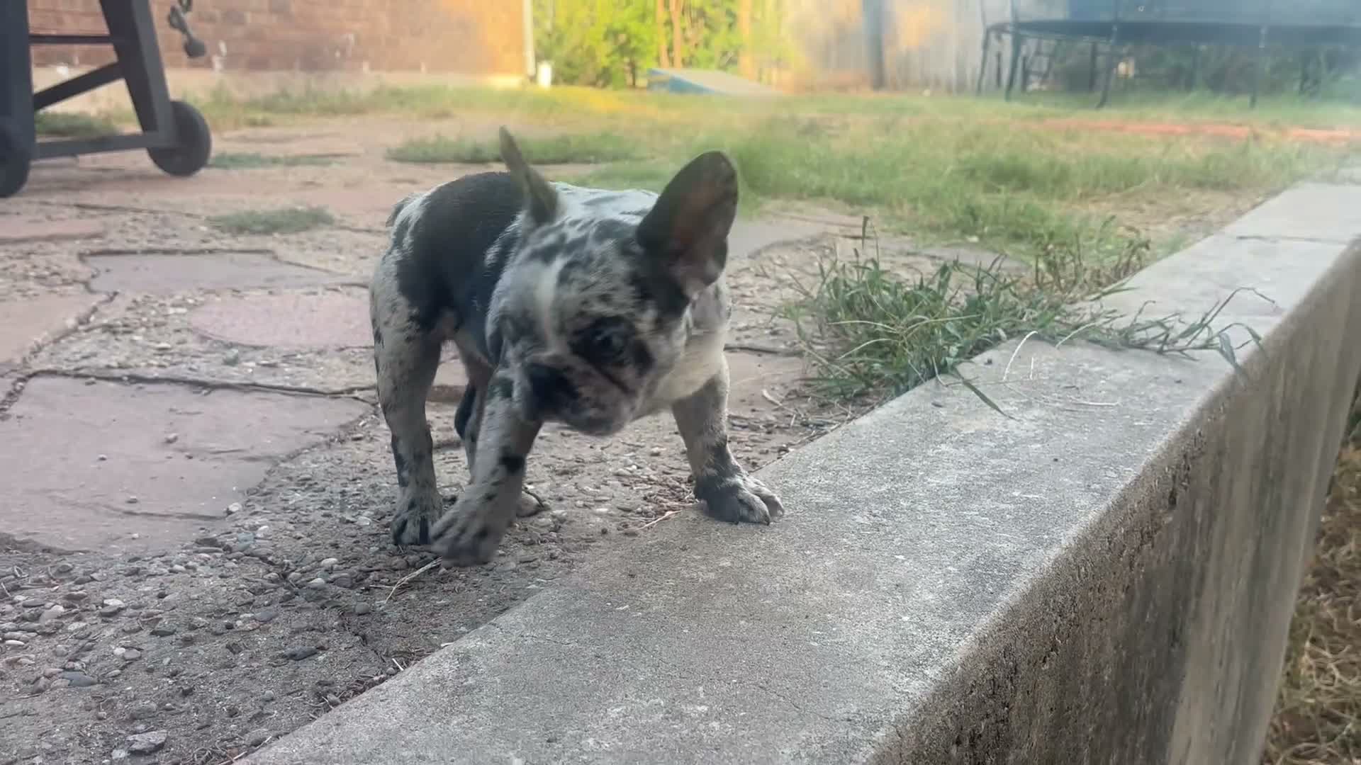 French Bulldog dogs for sale: French Bulldog 1 - Video 2