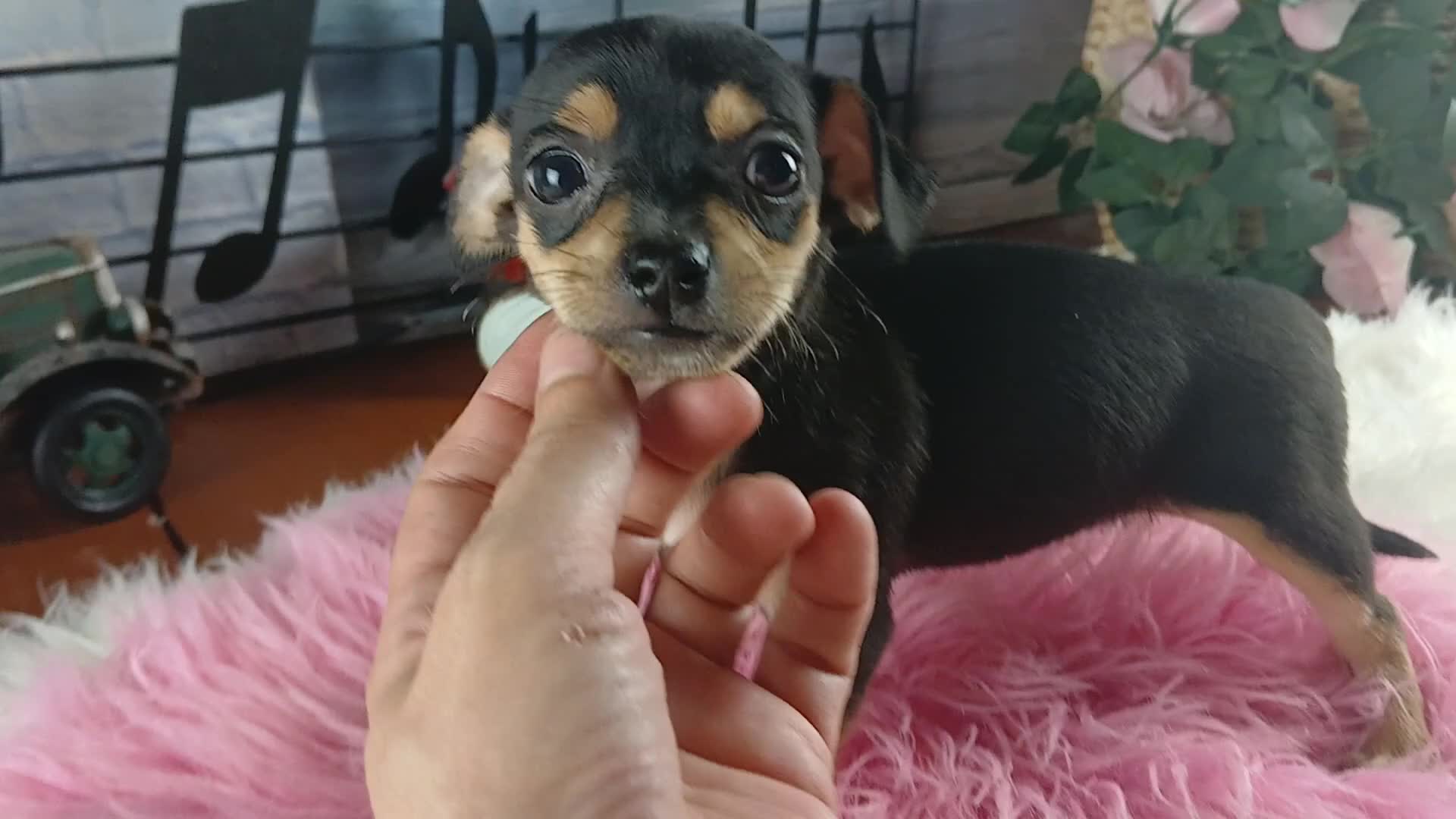 Chihuahua dogs for sale: White blk tri male Hand Delivery  - Video 1