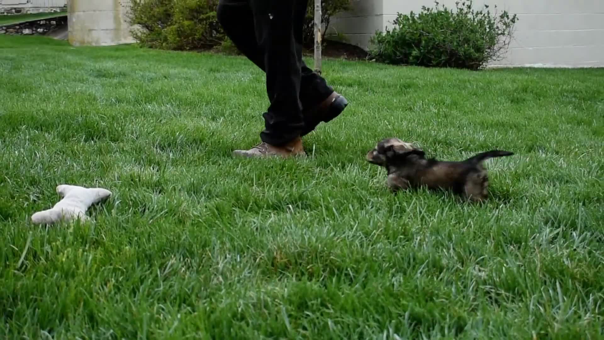 Miniature Dachshund dogs for sale: Miniature Dachshund Puppy 1 - Video 1