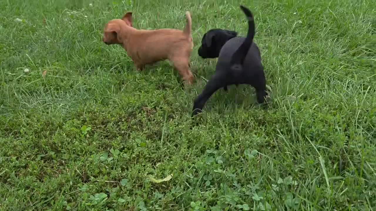 Mixed Breed dogs for sale: Chip - Video 4