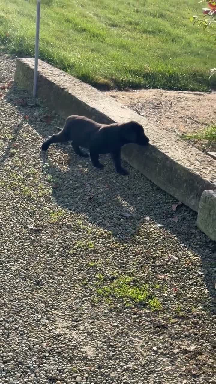 Labrador Retriever dogs for sale: Remy  - Video 1
