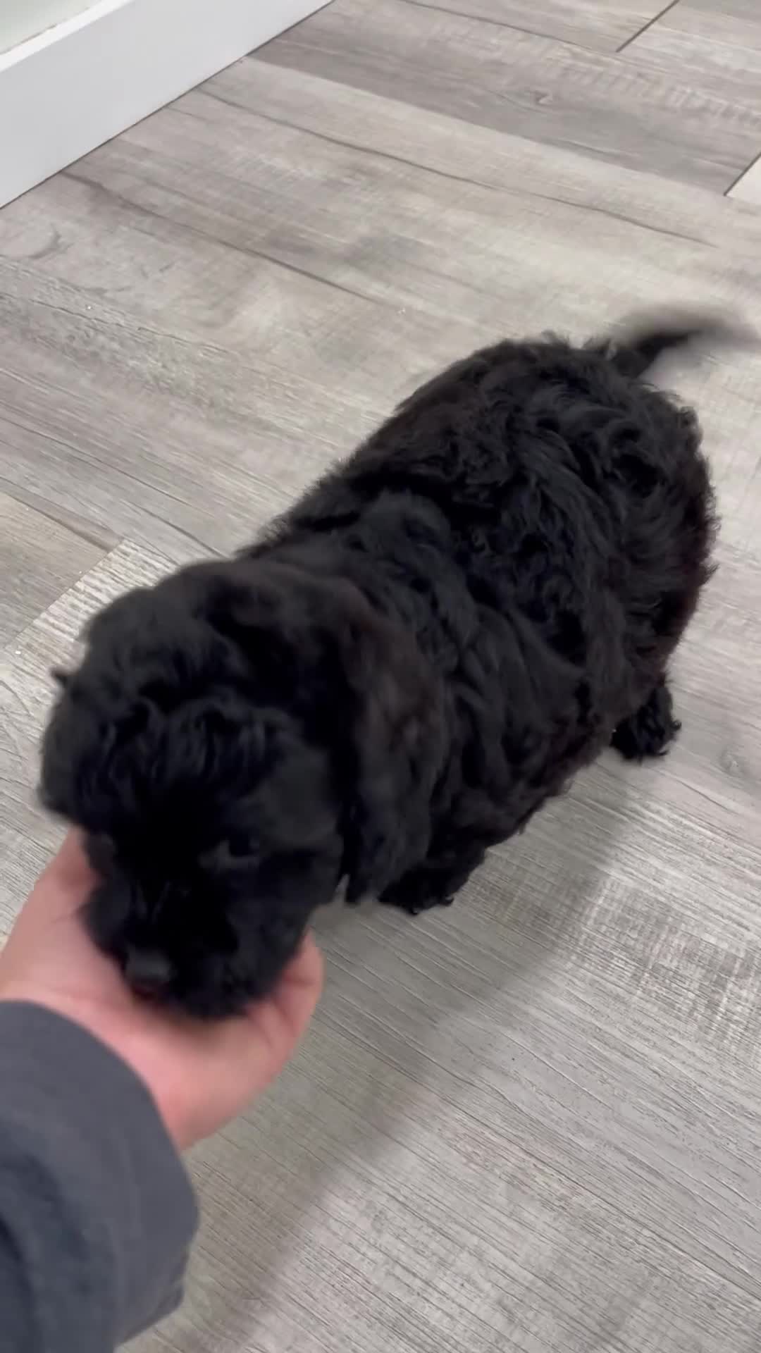 Miniature Poodle dogs for sale: Gus - Video 1