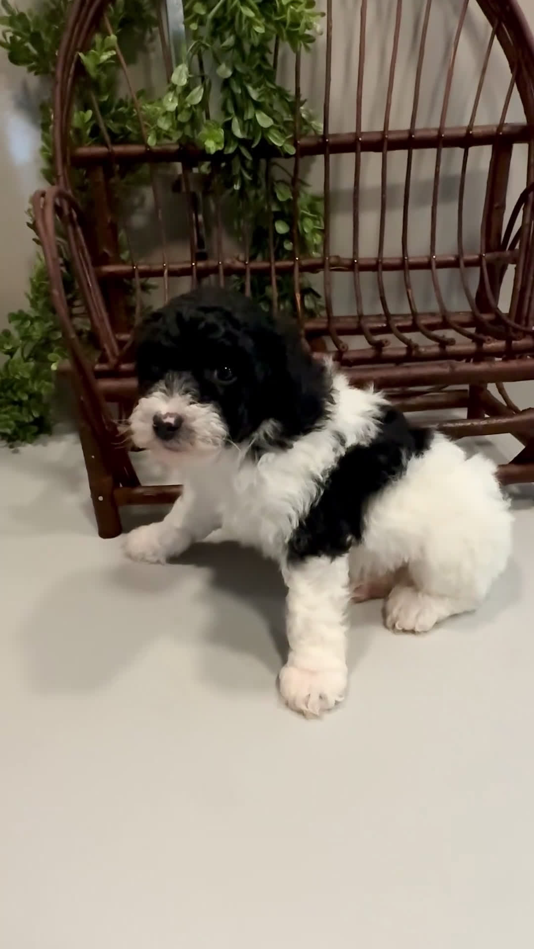 Mini Goldendoodle dogs for sale: Oscar - Video 1