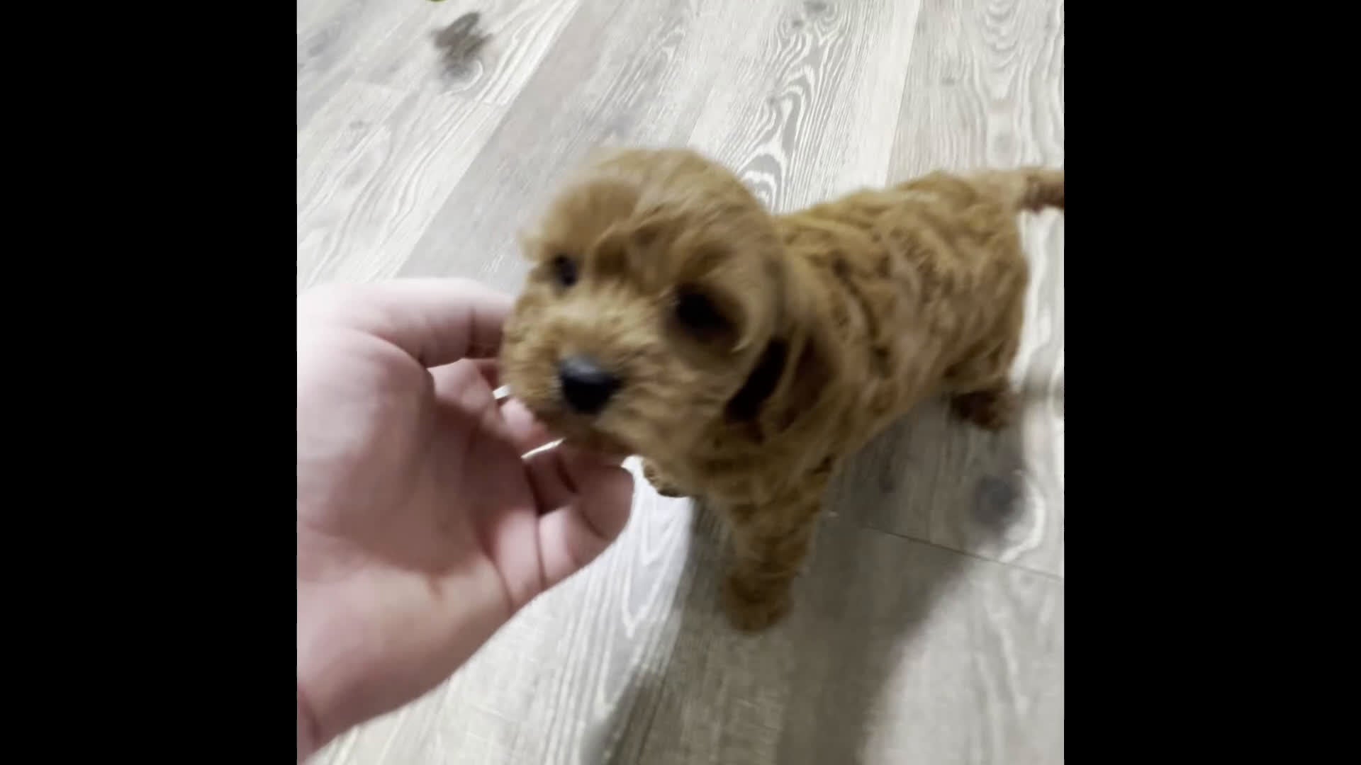 Cavapoo dogs for sale: Casey - Video 1