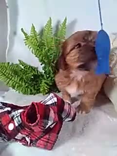 Shorkie dogs for sale: Pluto - Video 1