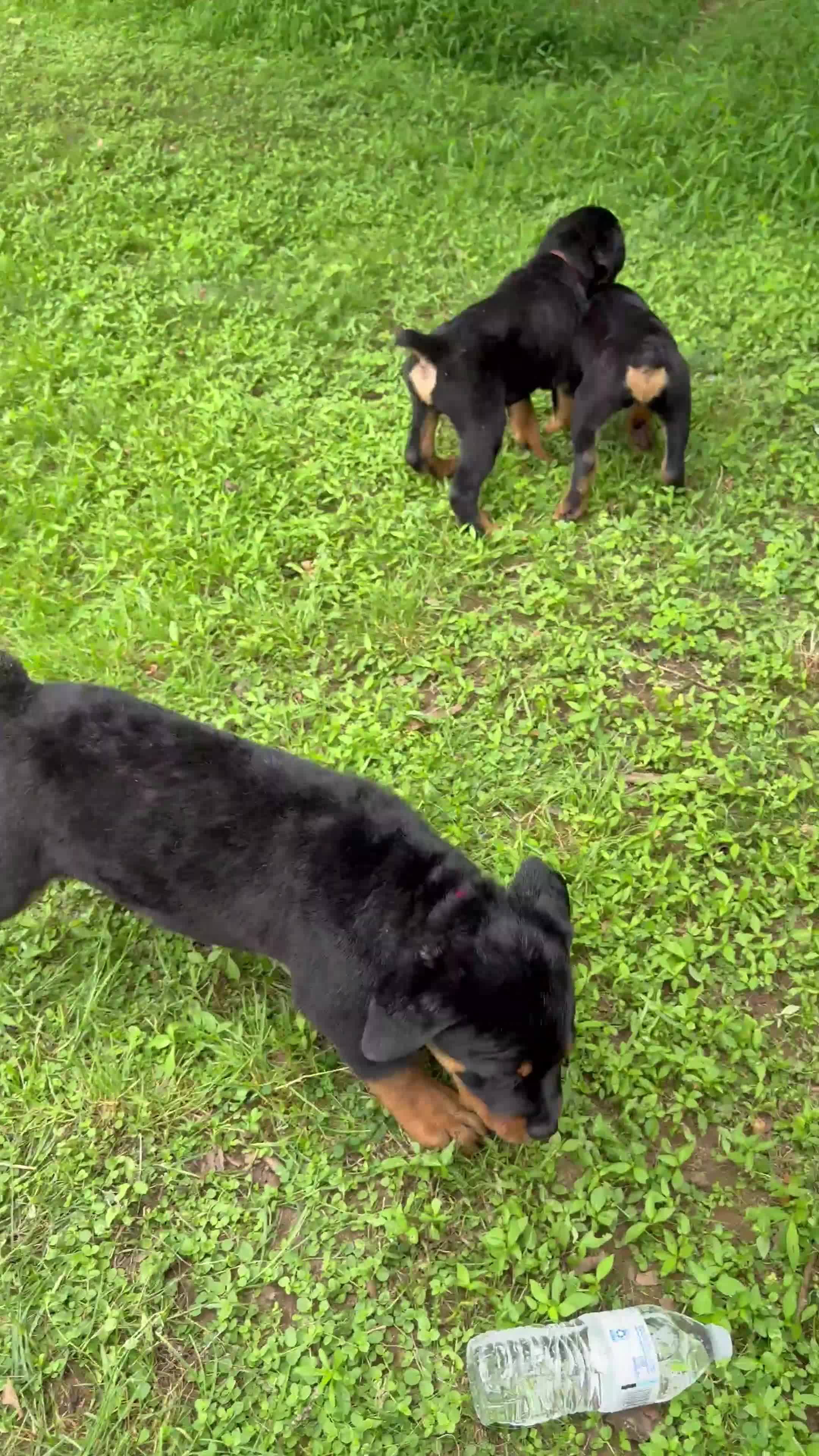 Rottweiler dogs for sale: Ruby - Video 2