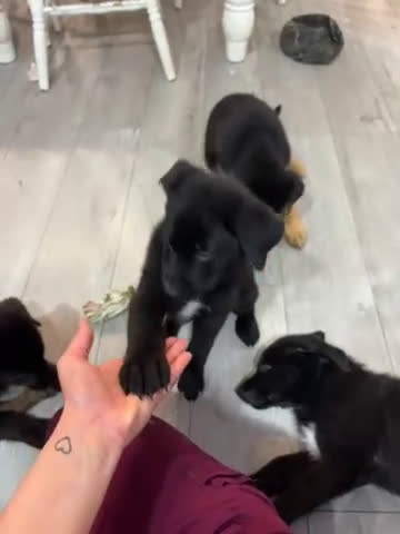 Mixed Breed dogs for sale: Mixed Breed Puppy 5 - Video 1