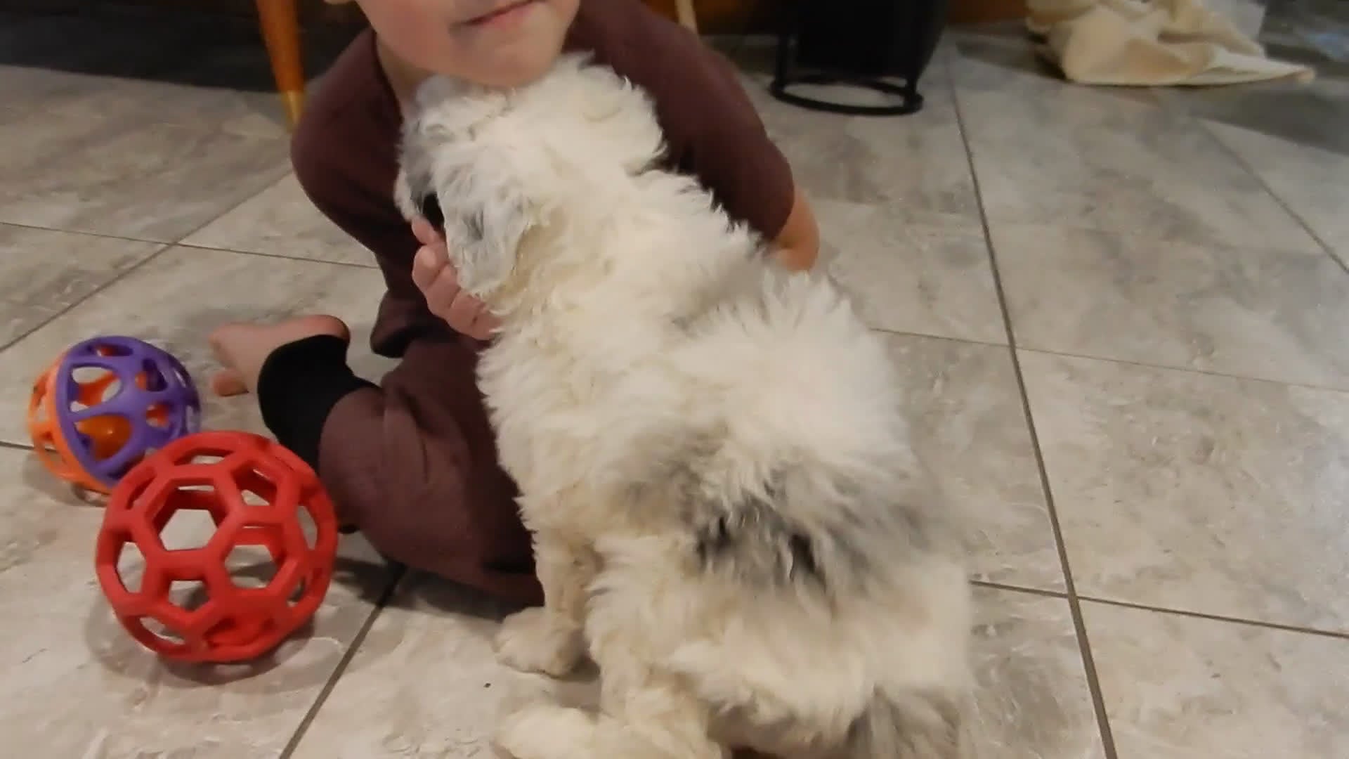 Sheepadoodle dogs for sale: Bella - Video 2