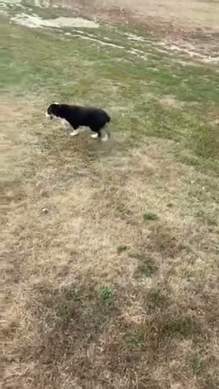 Miniature Australian Shepherd dogs for sale: Girl  - Video 1