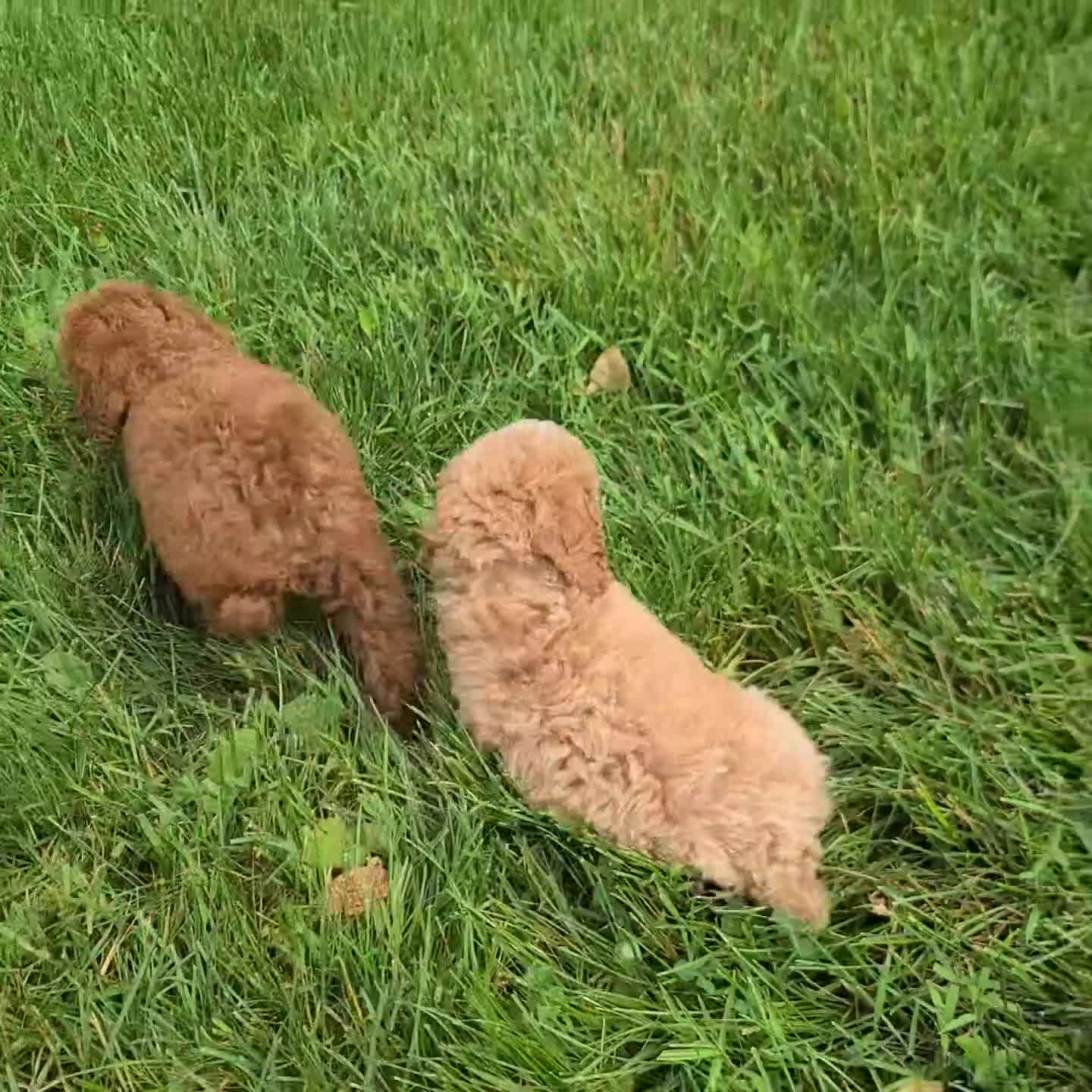 Miniature Poodle dogs for sale: Hilda - Video 1