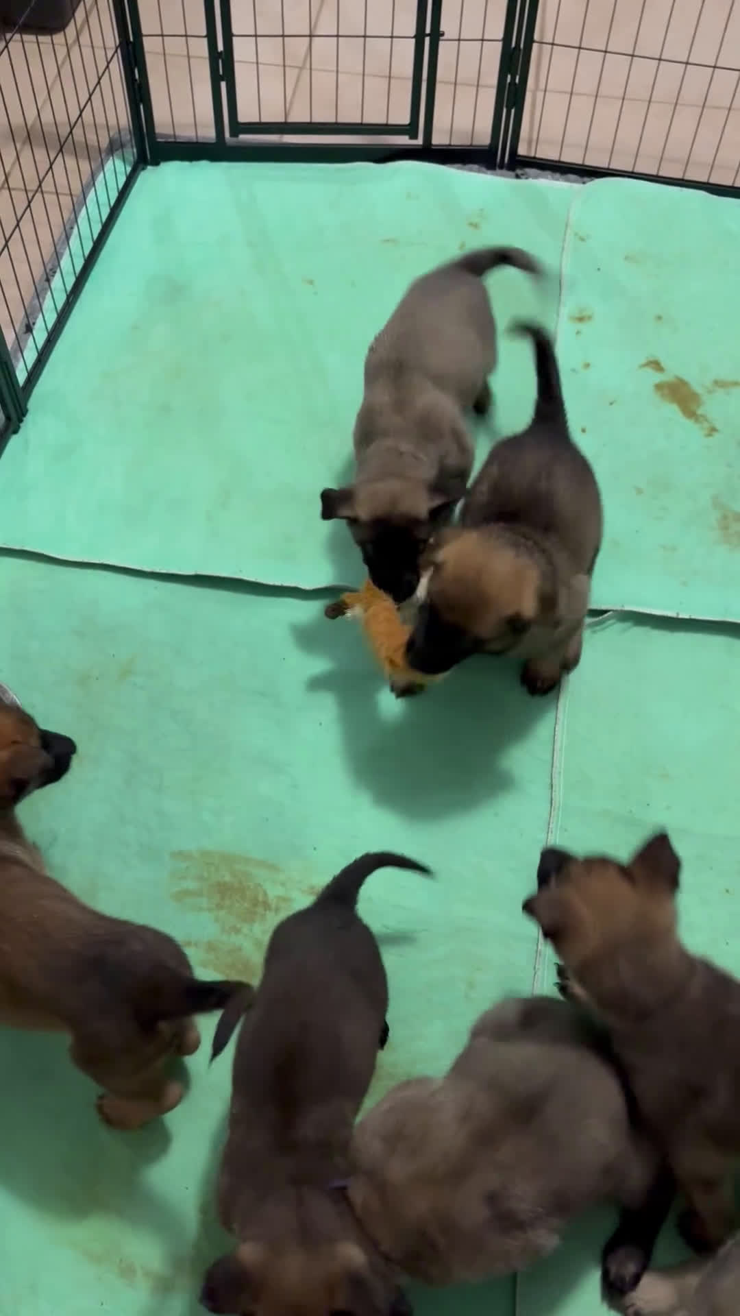 Mixed Breed dogs for sale: Purple - Video 1