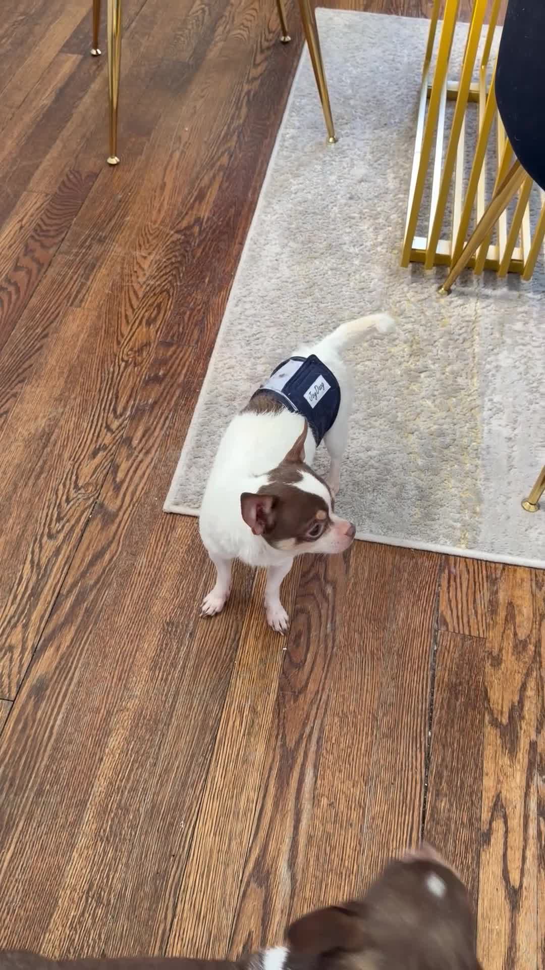 Chihuahua dogs for sale: Peanut CKC registered 4lbs - Video 1