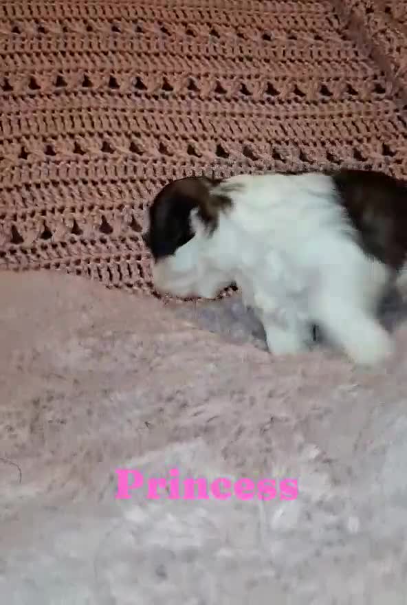 Shih Tzu dogs for sale: Princess - Video 1