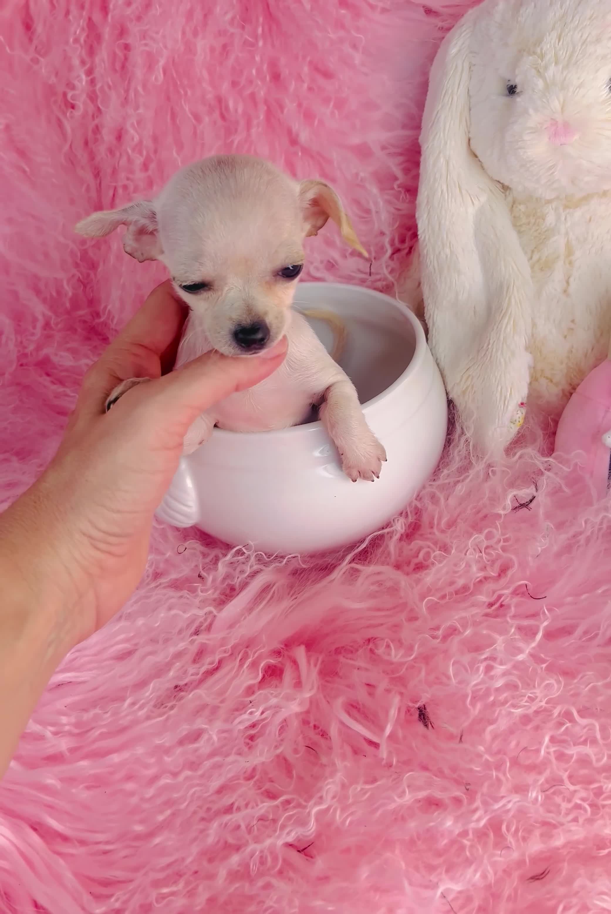 Chihuahua dogs for sale: Teacup Chihuahua 1 - Video 1