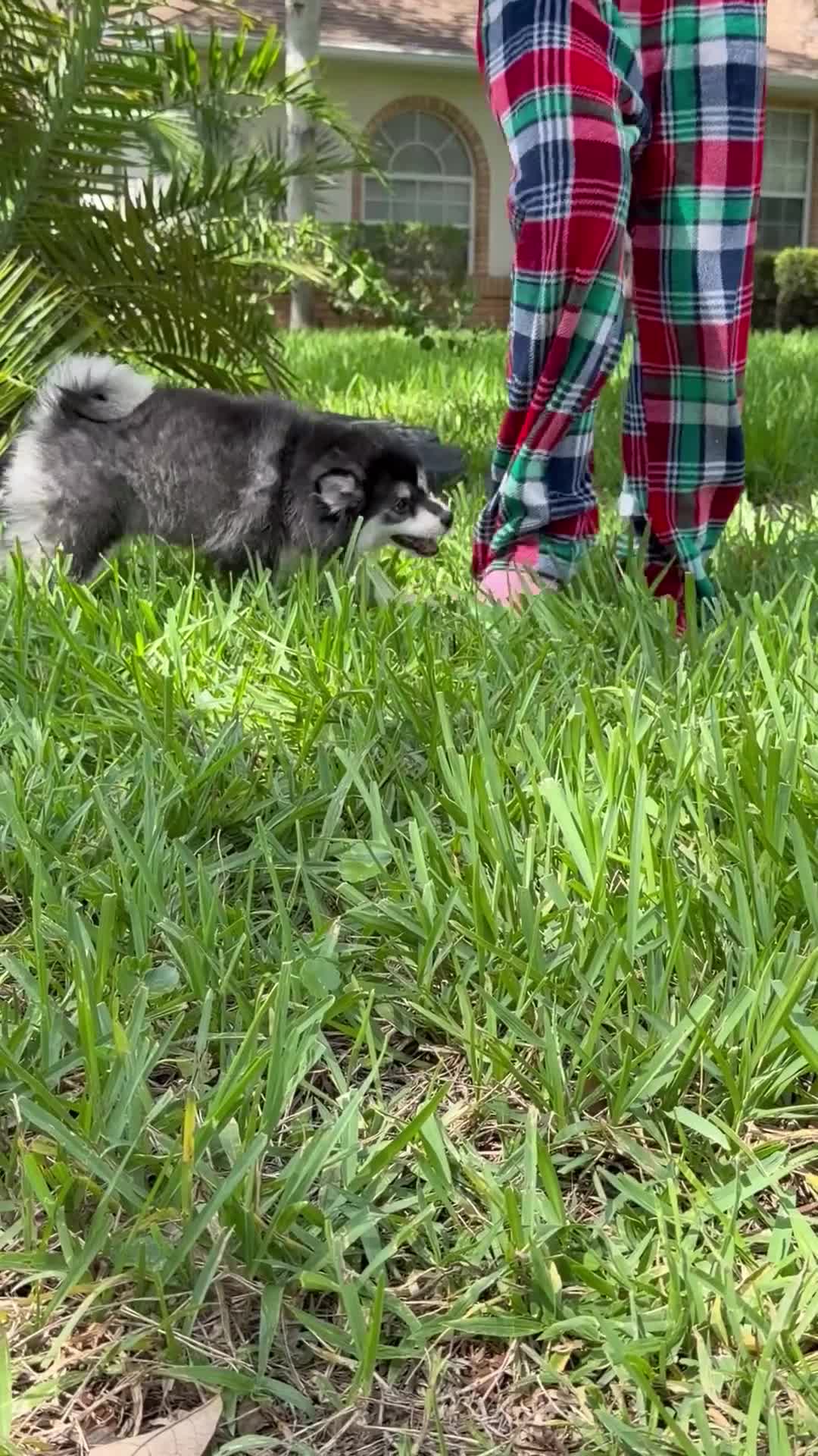 Pomsky dogs for sale: Patriot - Video 1