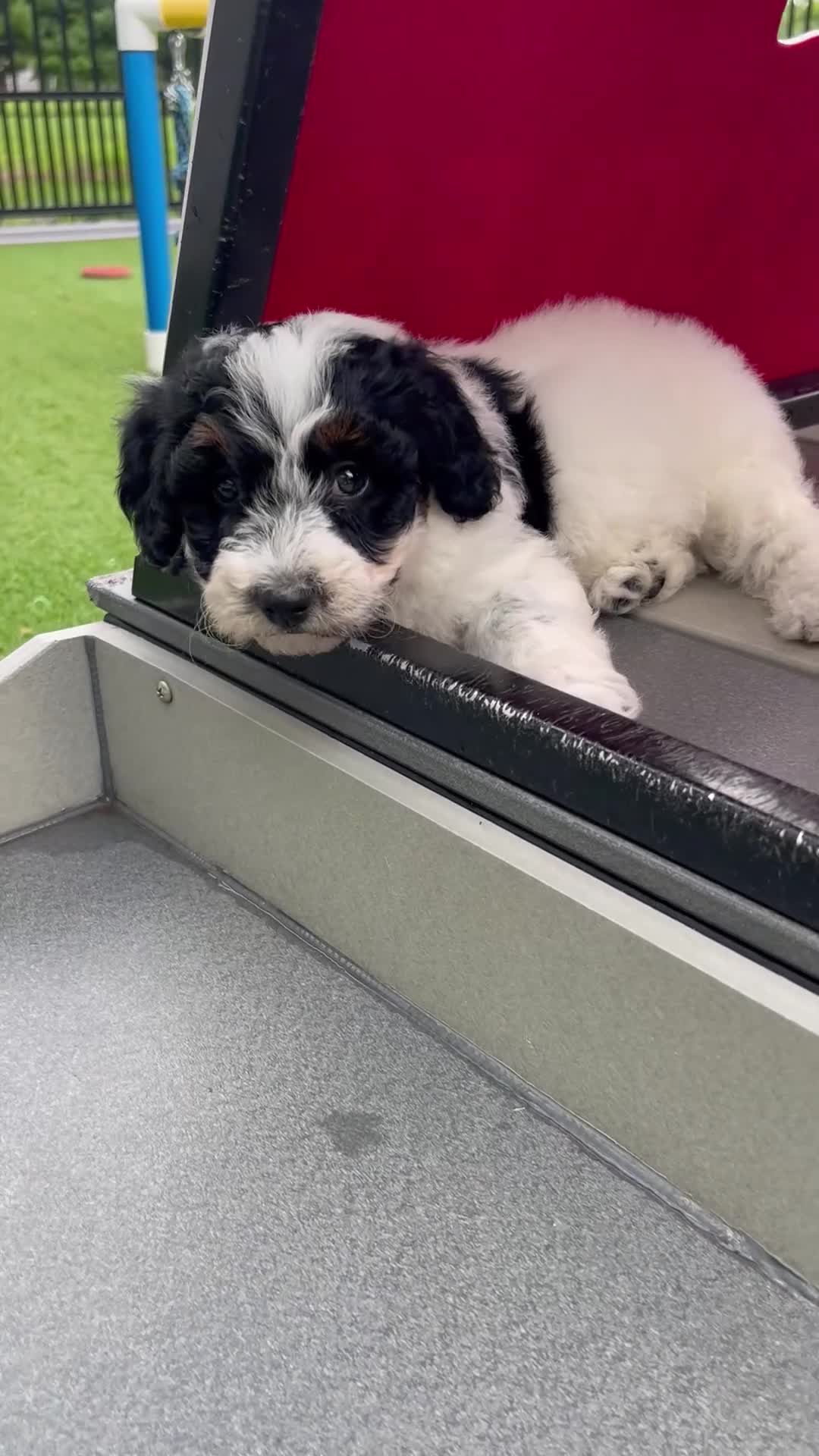 Mini Bernedoodle dogs for sale: Violet tiny/ toy - Video 1