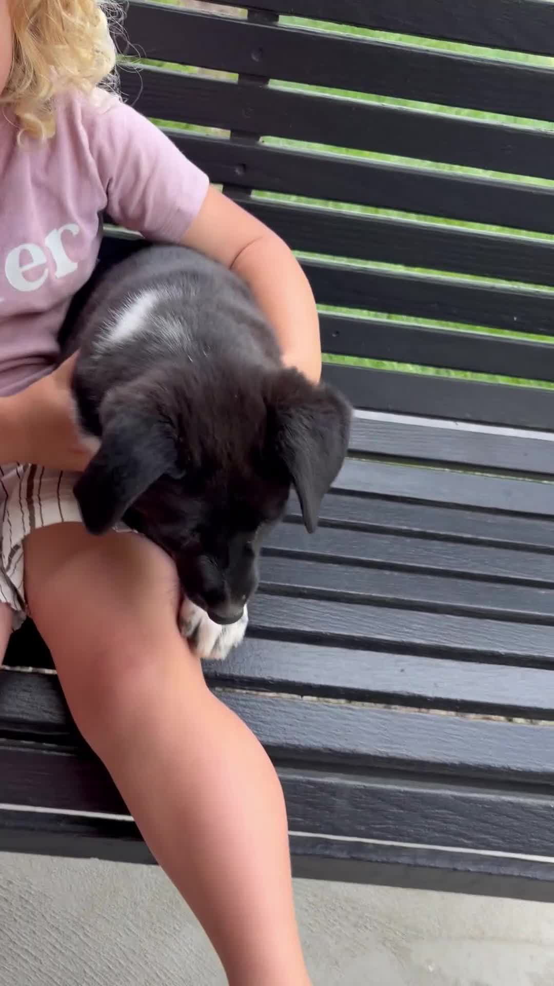 Mixed Breed dogs for sale: Mixed Breed Puppy 1 - Video 1