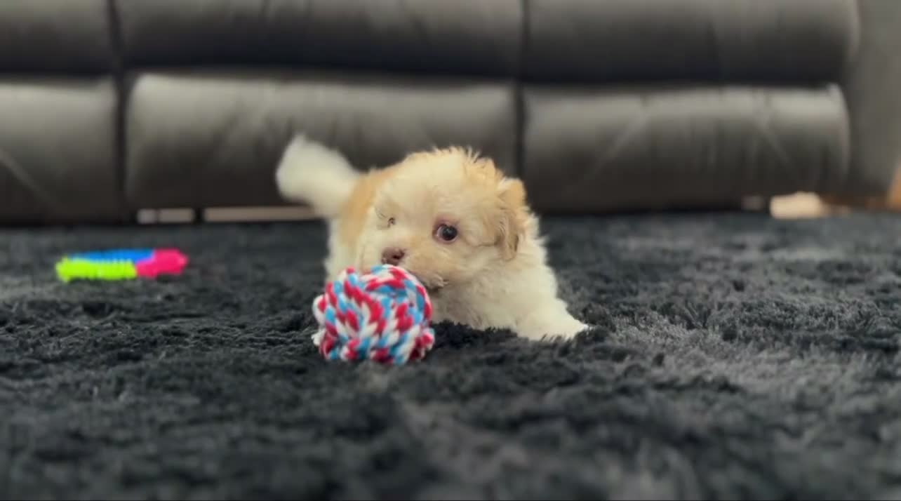 Havanese dogs for sale: Geno - Video 1