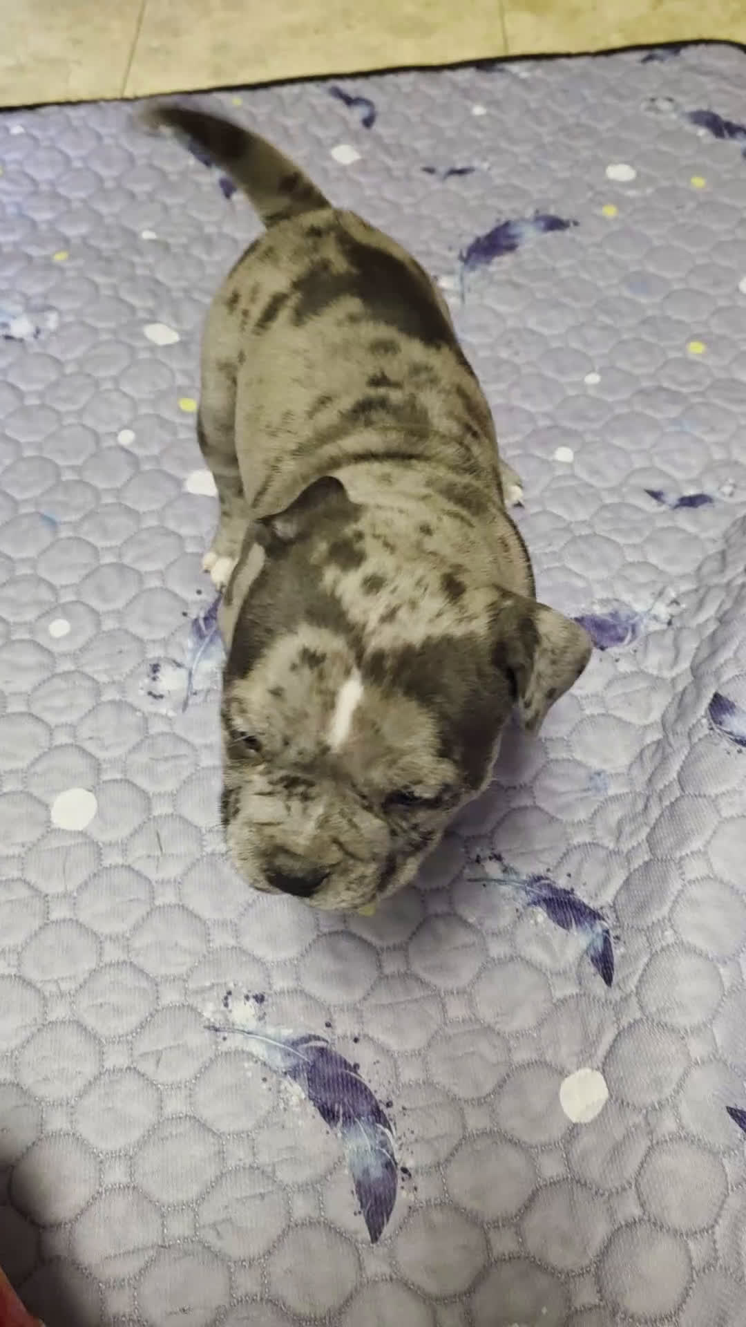 American Bully dogs for sale: Lotus Elise - Video 1