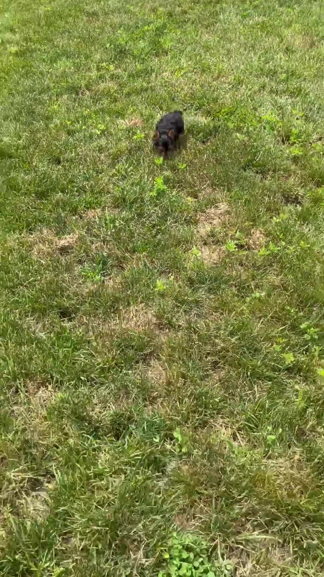 Yorkshire Terrier dogs for sale: Jackie - Video 1