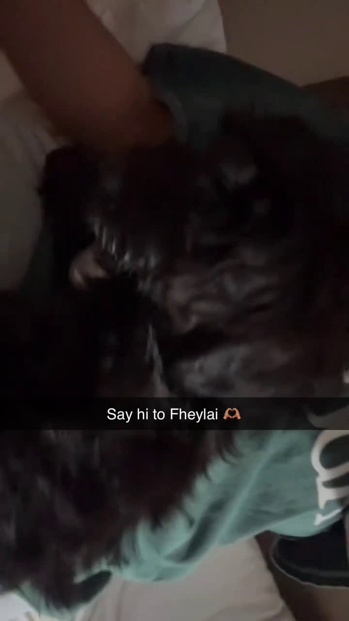 Mixed Breed dogs for sale: Mixed Breed Puppy 1 - Video 1