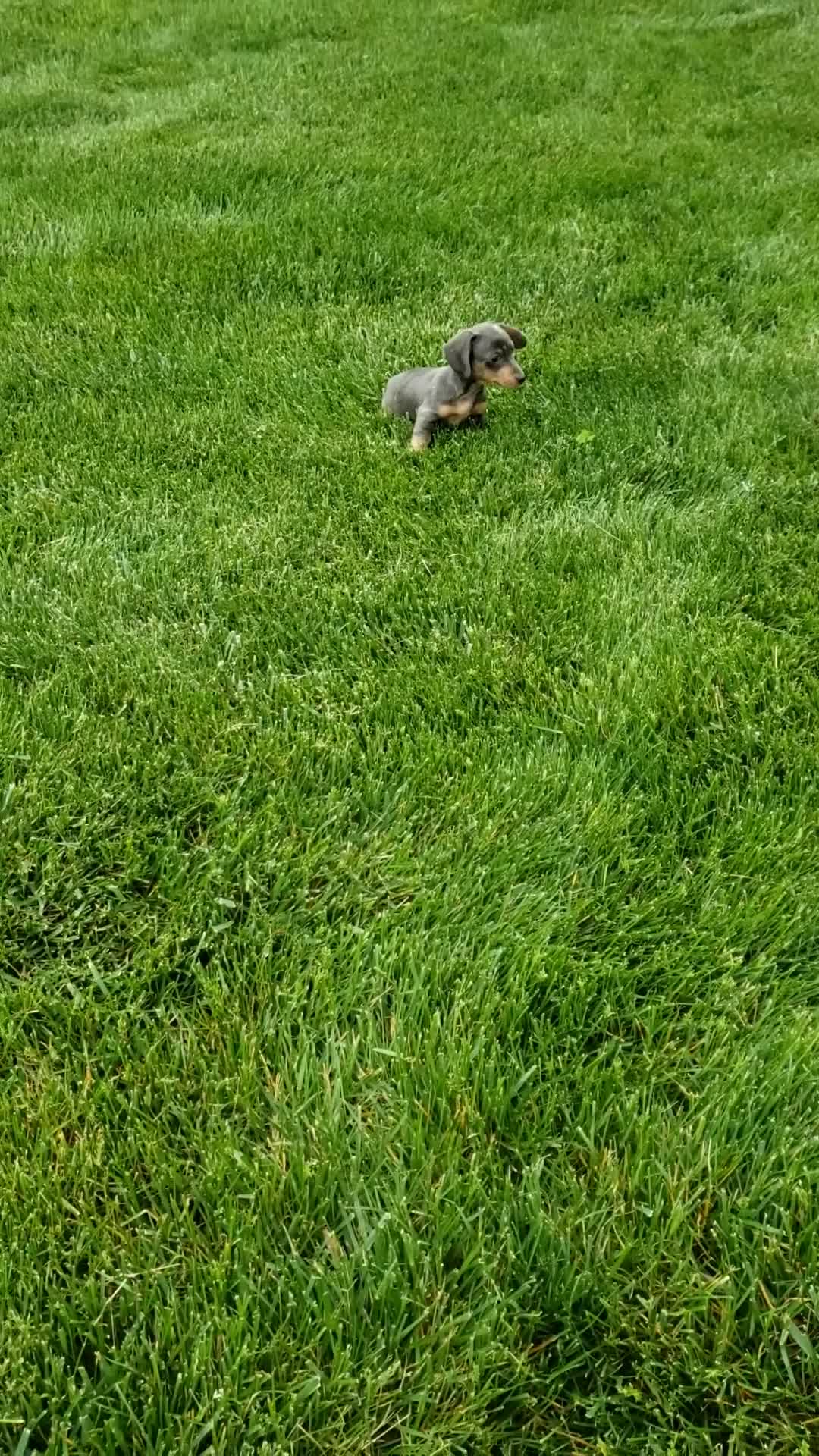 Miniature Dachshund dogs for sale: Miniature Dachshund Puppy 2 - Video 1