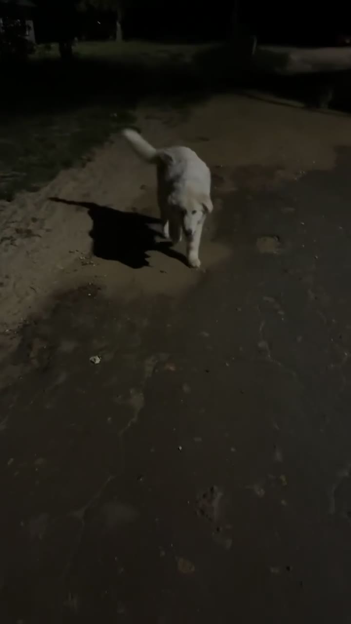Mixed Breed dogs for sale: Mixed Breed  - Video 1