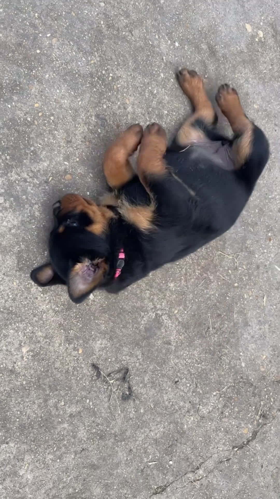 Rottweiler dogs for sale: Rottweiler Puppy 2 - Video 2