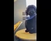 Goldendoodle dogs for sale: K Black Boy - Video 1