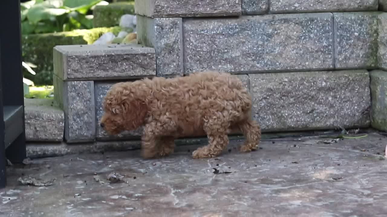 Miniature Poodle dogs for sale: Adam - Video 1