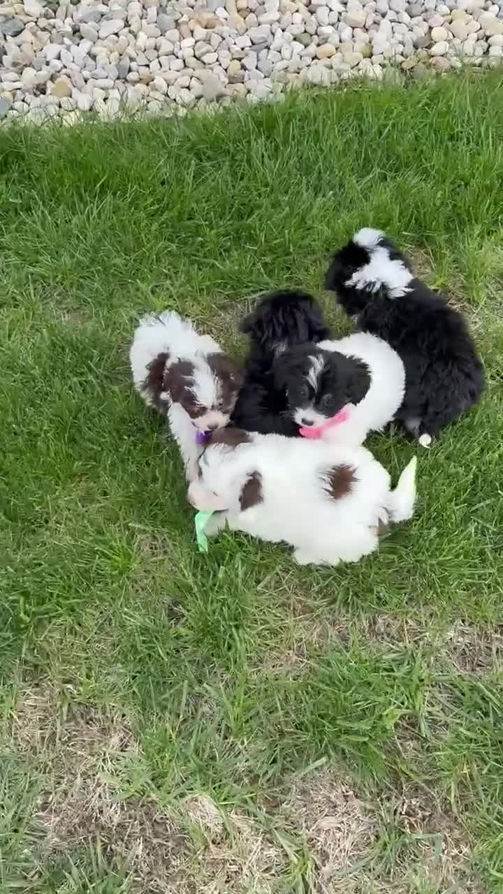 Mini Bernedoodle dogs for sale: Mini Brynn - Video 4
