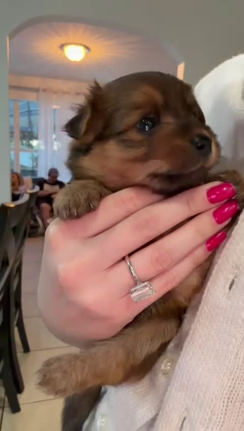 Mixed Breed dogs for sale: Male Puppy 2 - Video 1