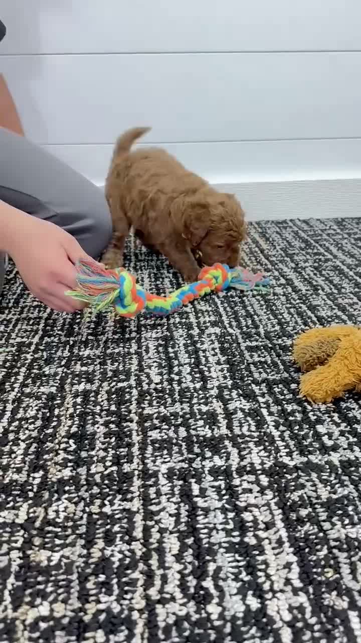 Mini Goldendoodle dogs for sale: Lilah  🐶💕 - Video 2