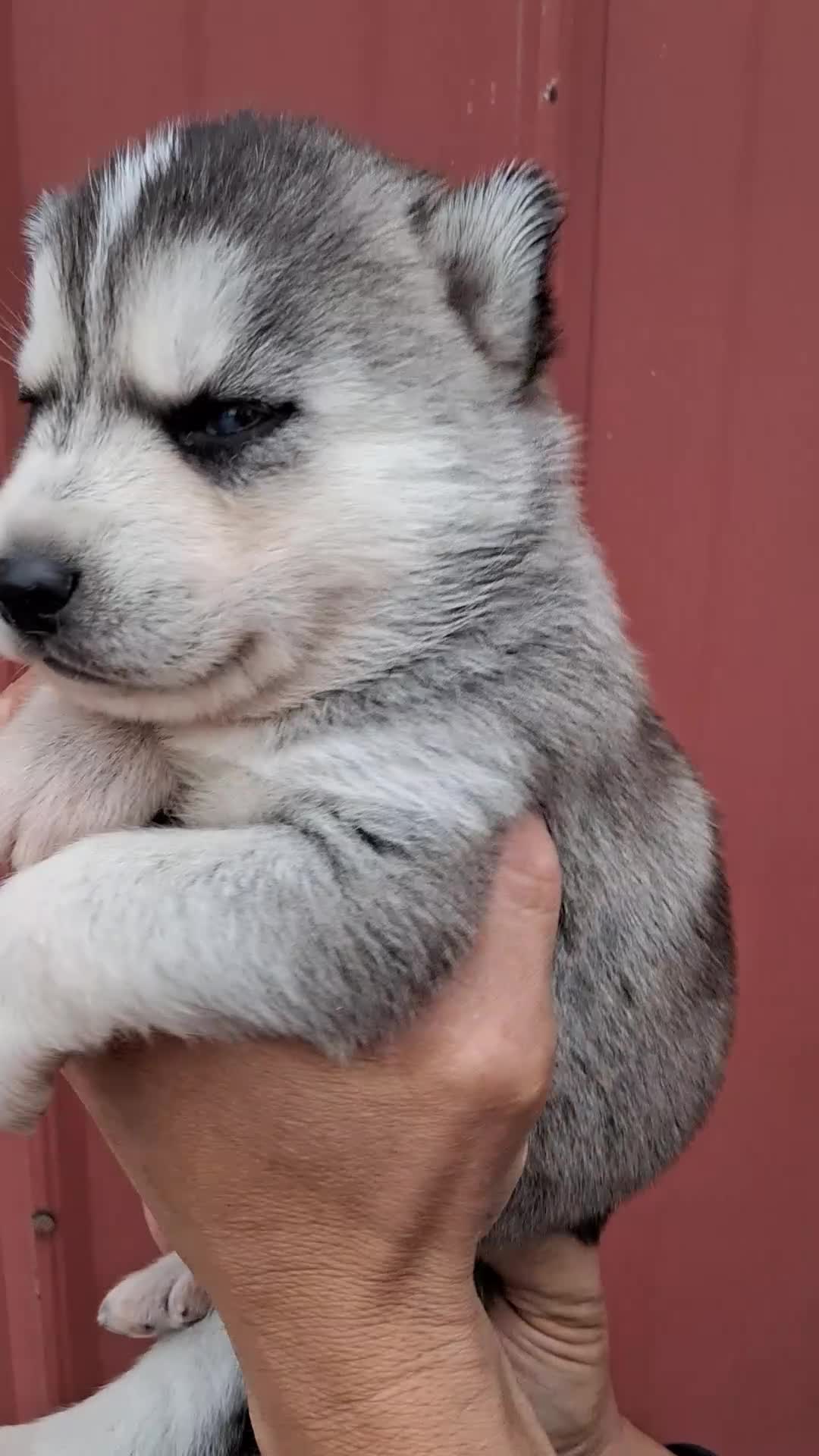 Siberian Husky dogs for sale: Demi - Video 1