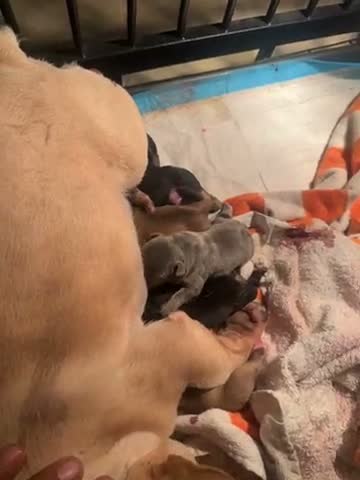 French Bulldog dogs for sale: French Bulldog 3 - Video 2