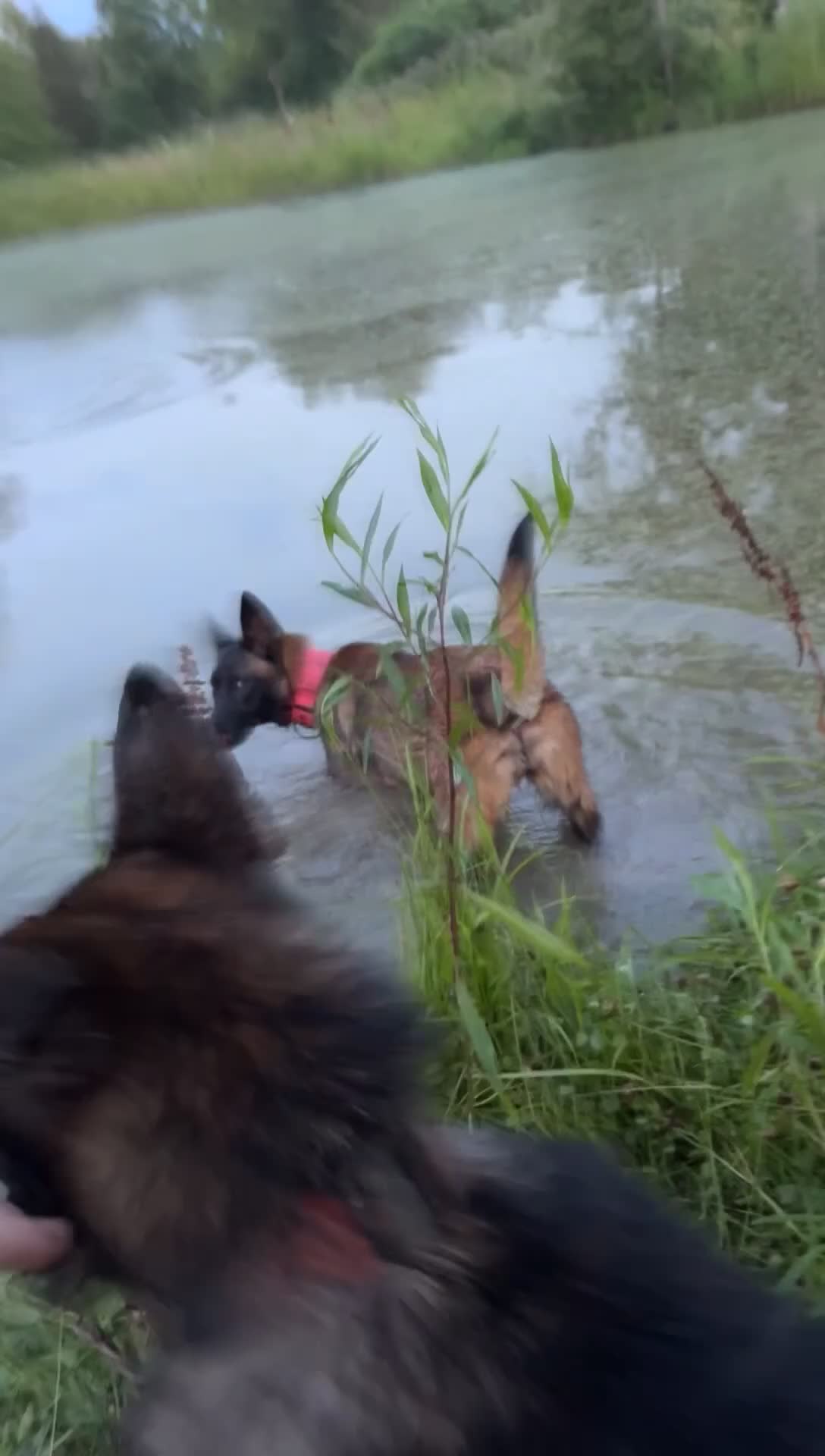 Mixed Breed dogs for sale: Mixed Breed 1 - Video 1