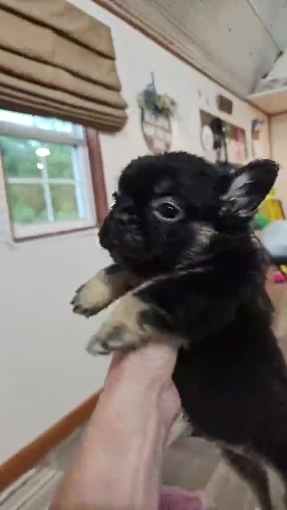 French Bulldog dogs for sale: French Bulldog Puppy 2 - Video 1