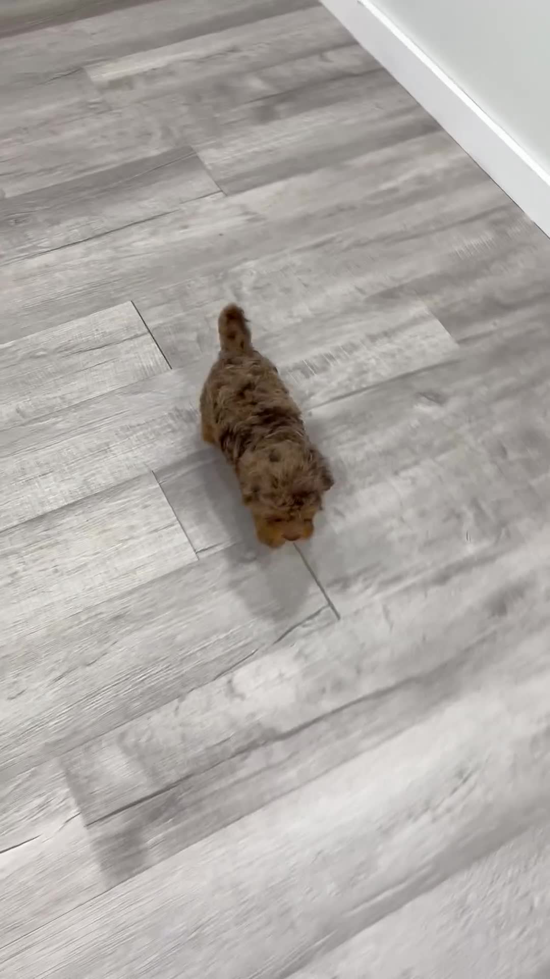 Cavapoo dogs for sale: Angel - Video 1