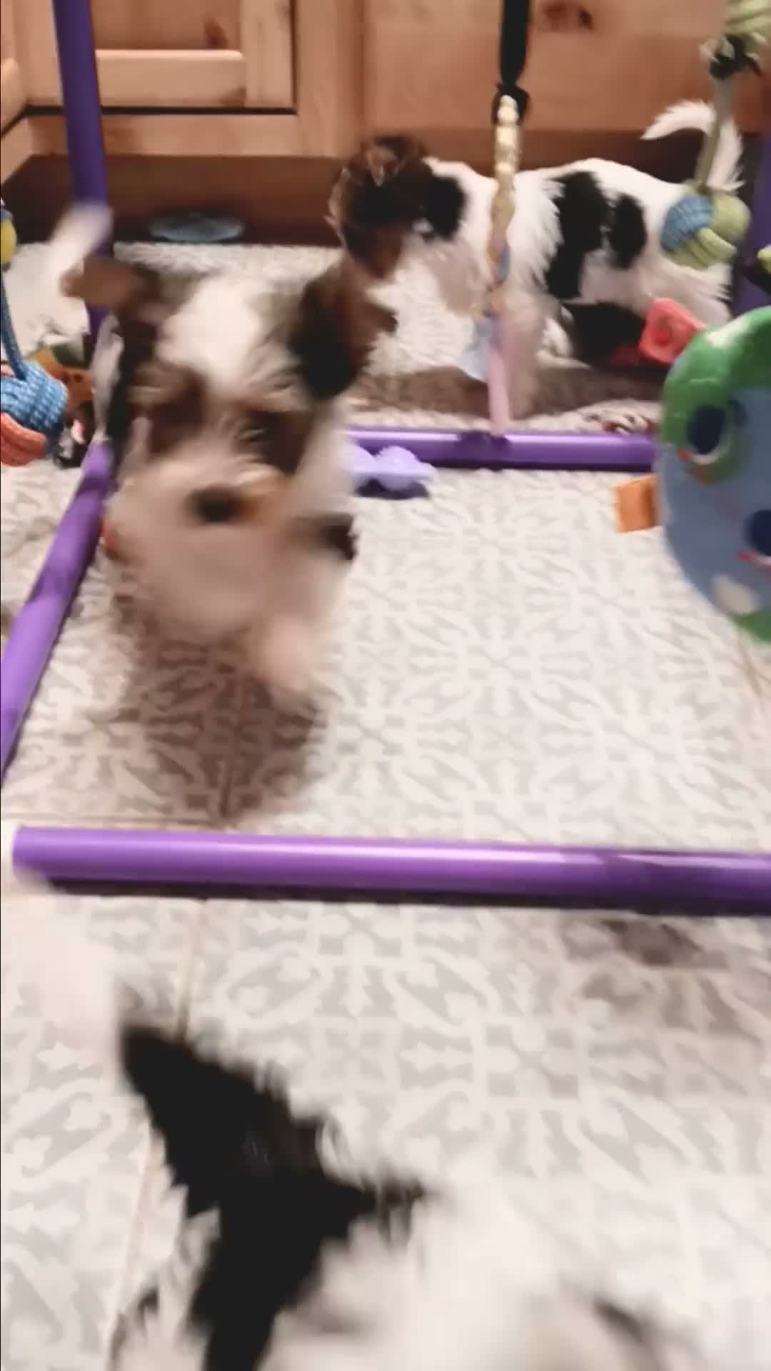 Mixed Breed dogs for sale: Pumpkin - Video 1