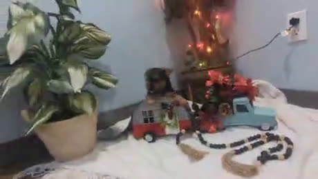 Yorkshire Terrier dogs for sale: Ziva - Video 1